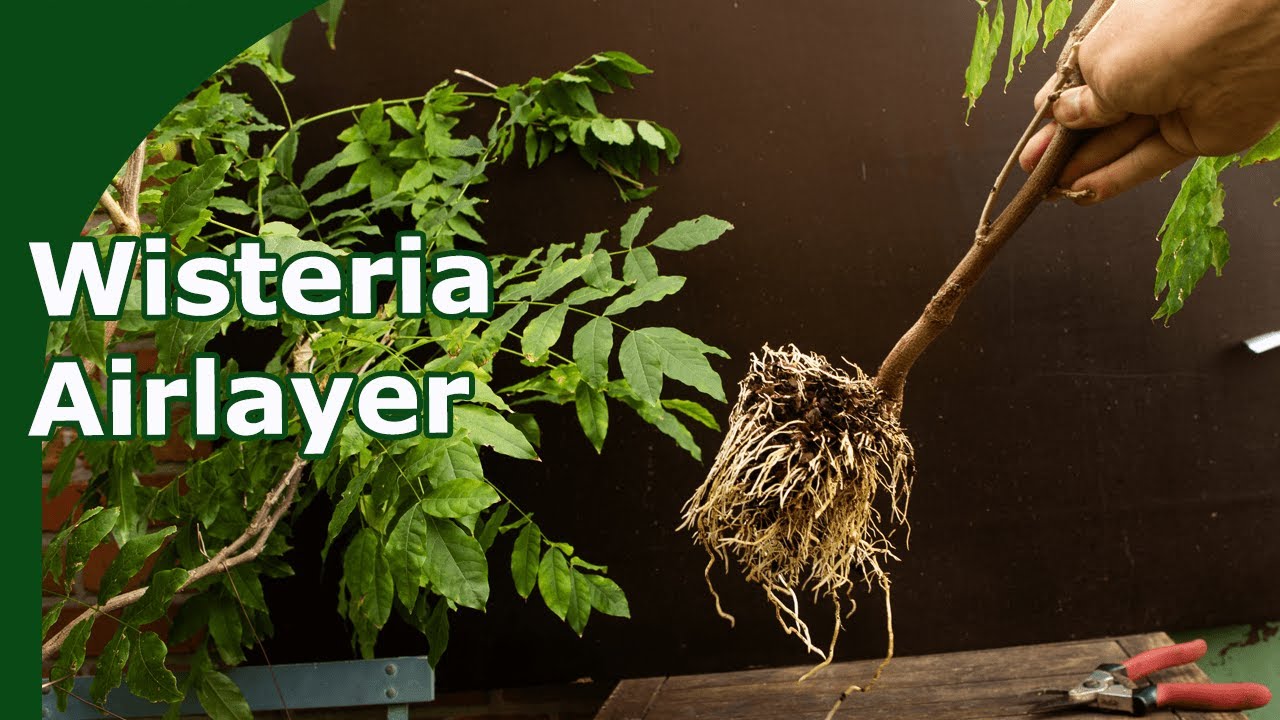 Airlayer Propagating Wisteria Bonsai