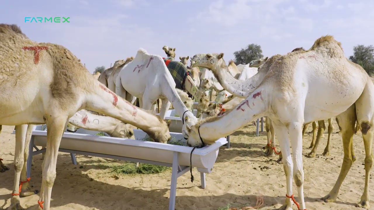 Built for the Desert | Farmex Camel Feeders