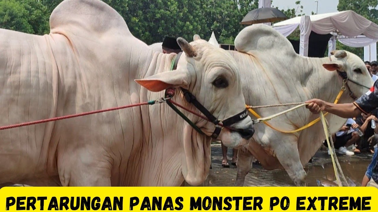 Pertarungan Sengit Kelas PO Extreme Kontes Sapi APPSI Boyolali 2025|Siapa Juaranya?|Sapi PO Monster