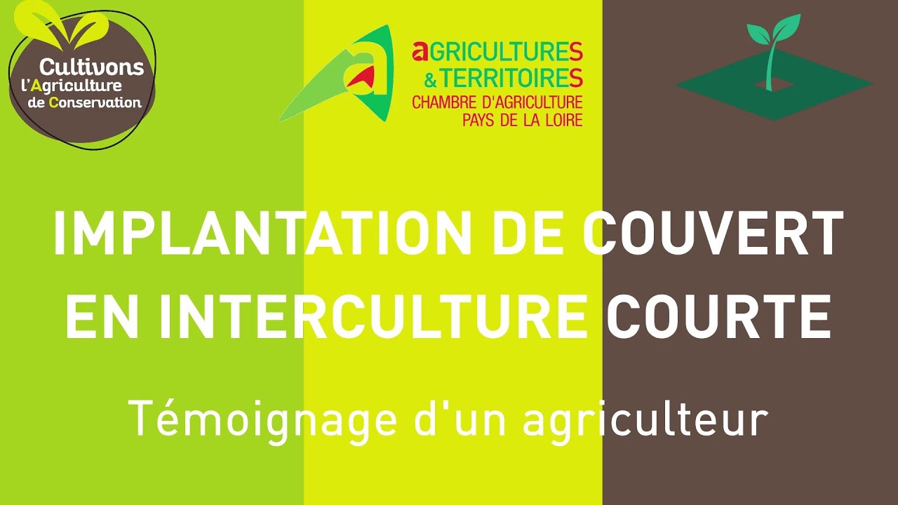 Couverts en interculture courte : pourquoi, comment ?