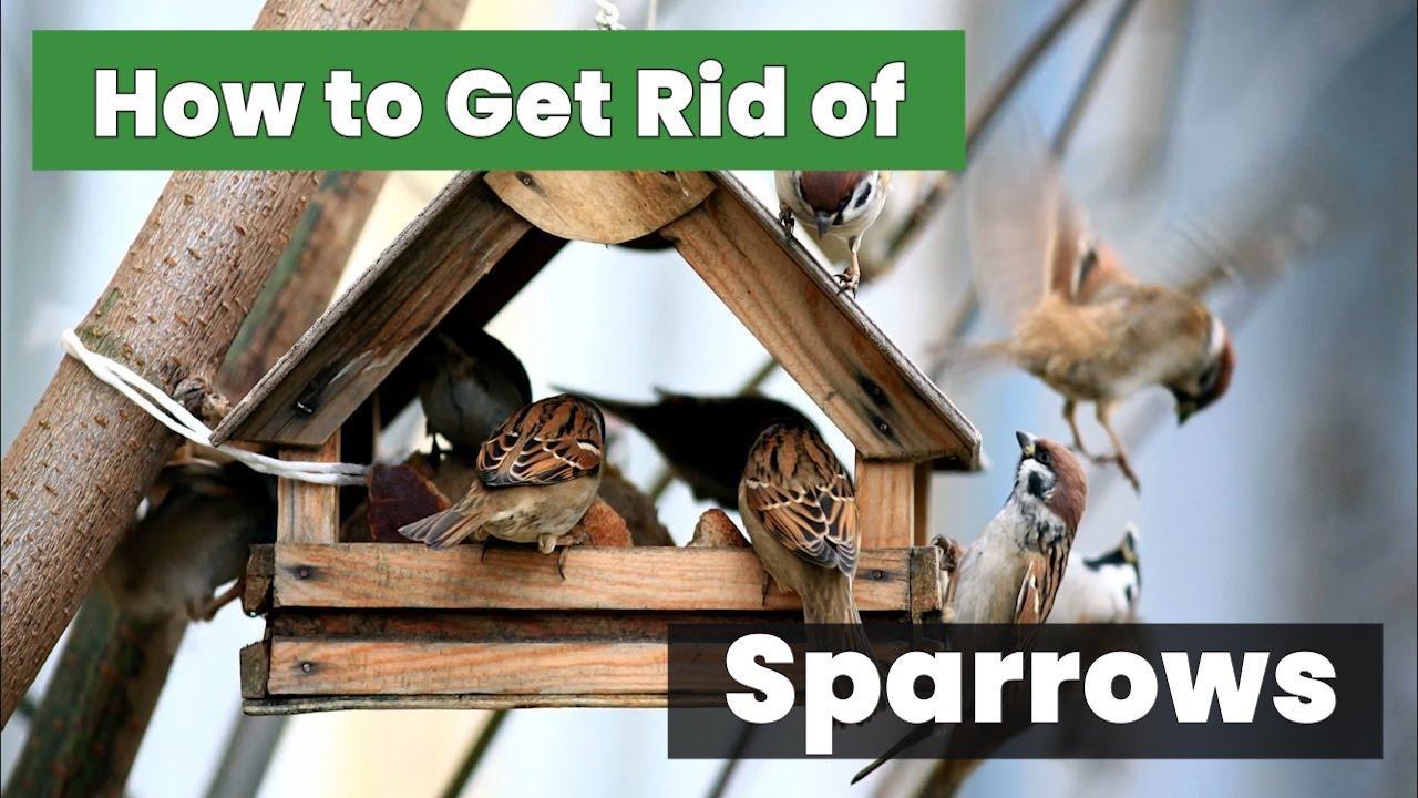 Smart Solutions: How To Get Rid Of Sparrows and Keep Them Away!