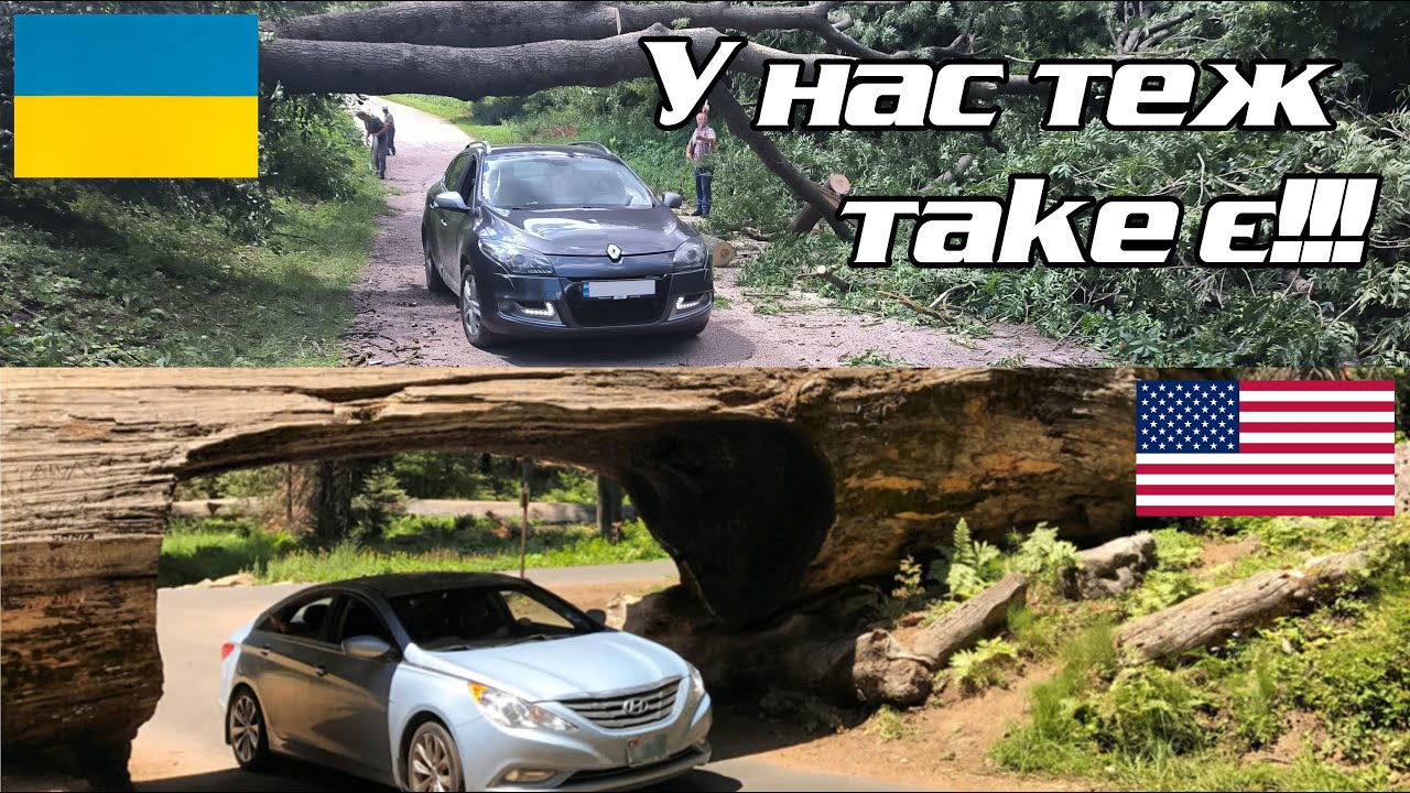 Три складних ясени над хатою