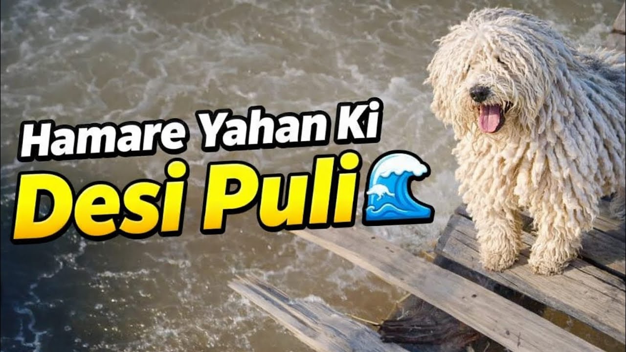 Hamare Yahan Ki Desi Puli 🌊 | Amazing Village Dog Near Water