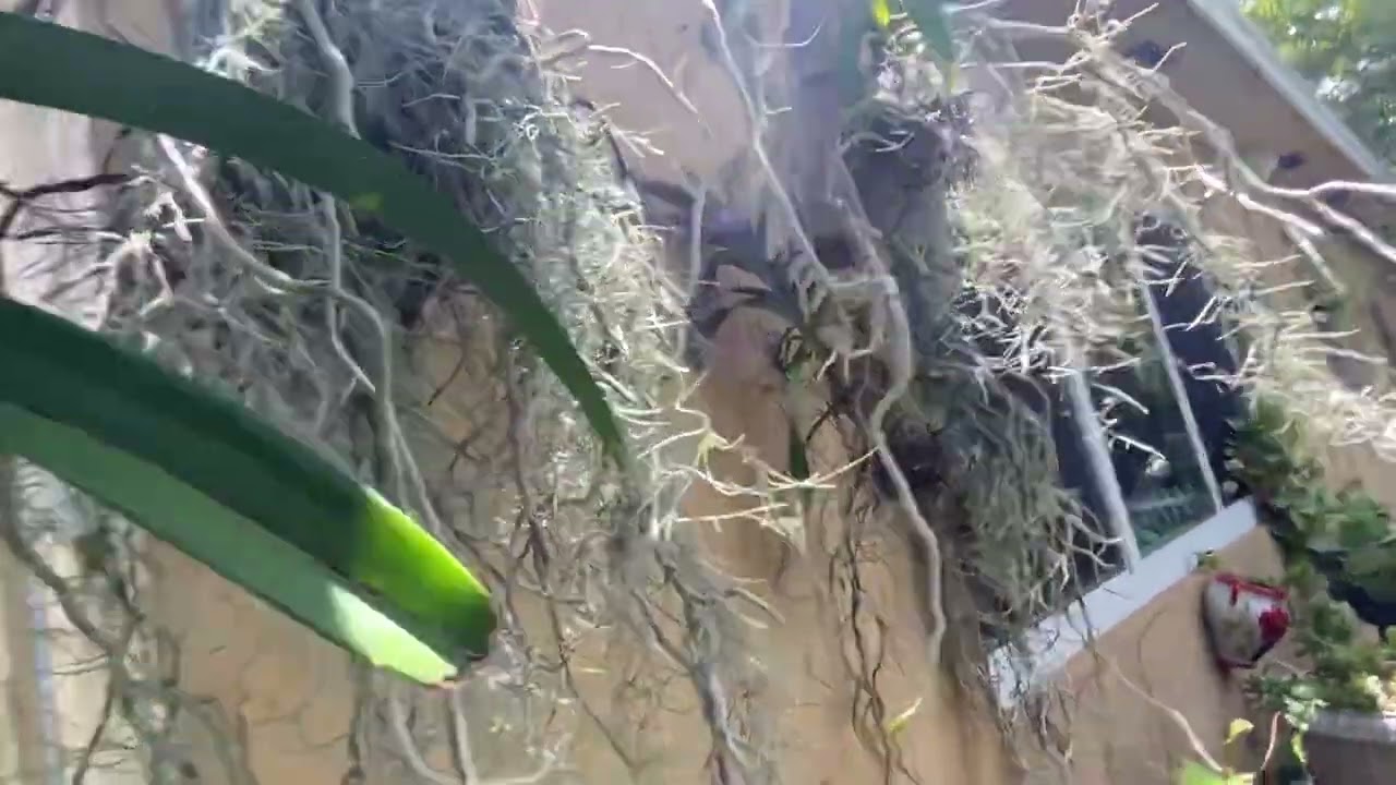 How I check my vanda roots