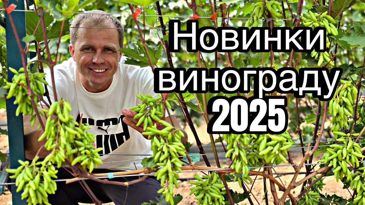 Огляд виноградника Ткаченко 2025 рік.