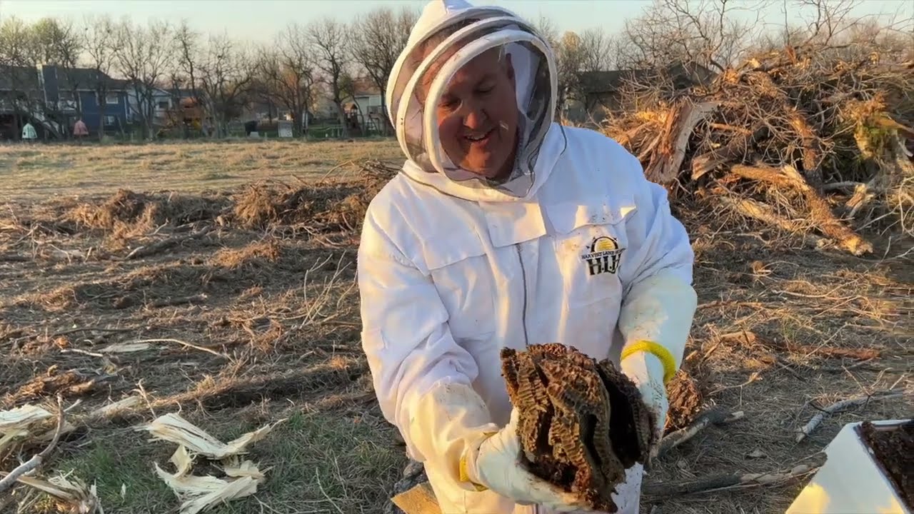 How to Relocate a Wild Bee Hive