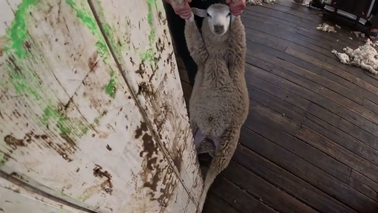 Shearing Run 5 Crossbred Lambs