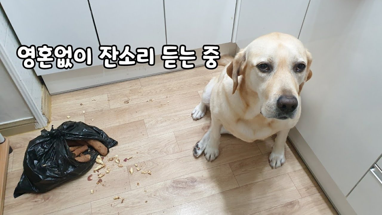 같은 음식이라도 먹는 취향이 확실한 강아지