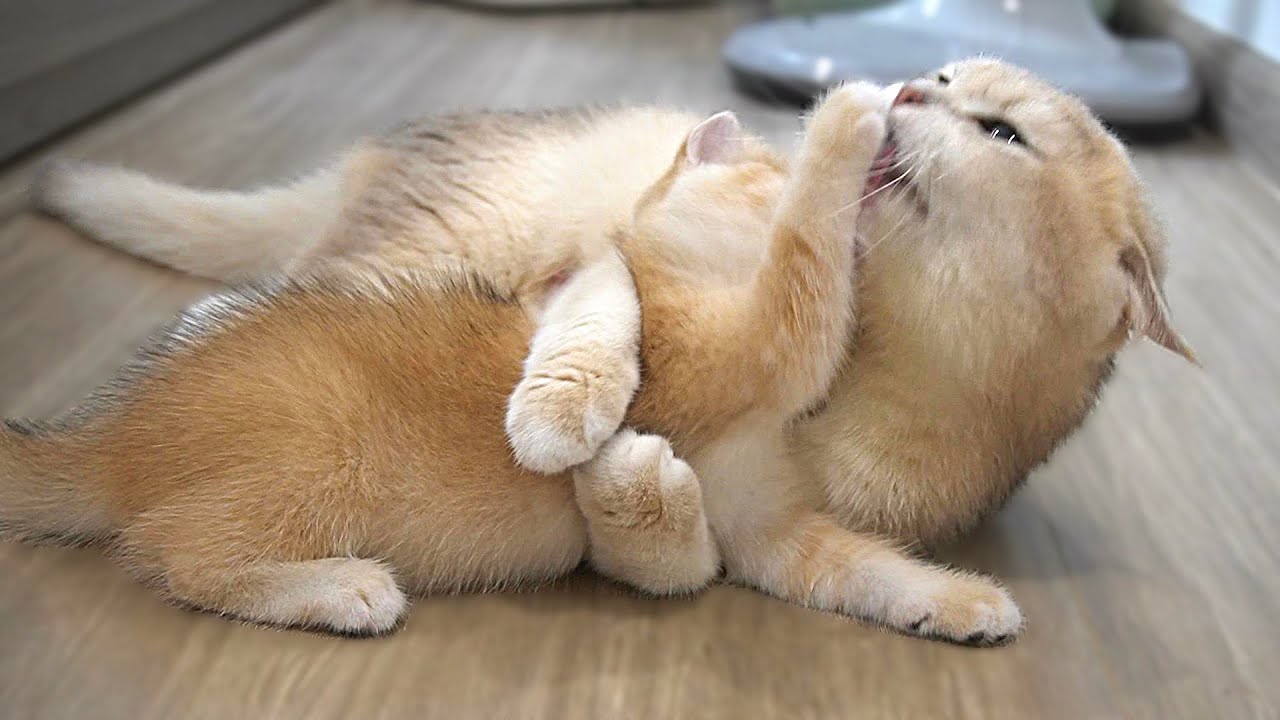 Mother cat gives tenderness mixed with a little bit of intensity to her kittens