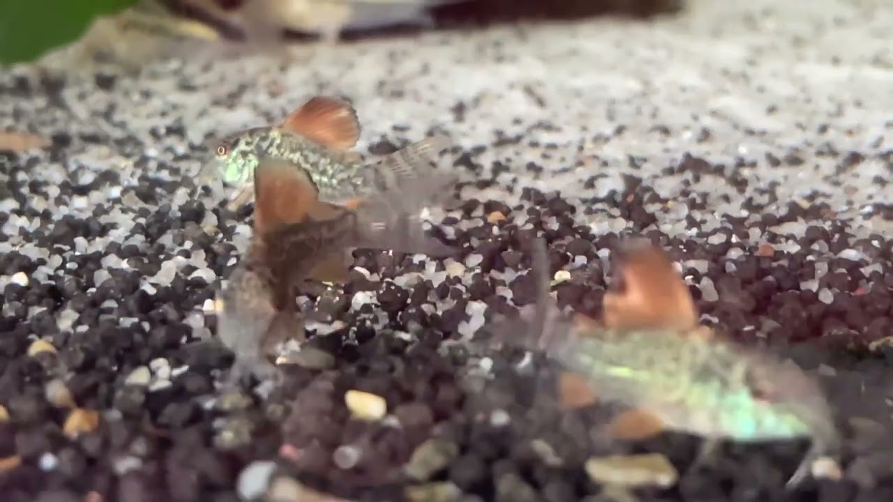 Brochis Corydoras Splendens Fry