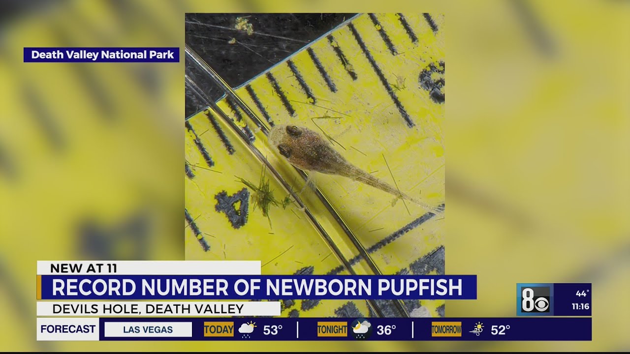 Record number of newborn Devils Hole endangered pupfish