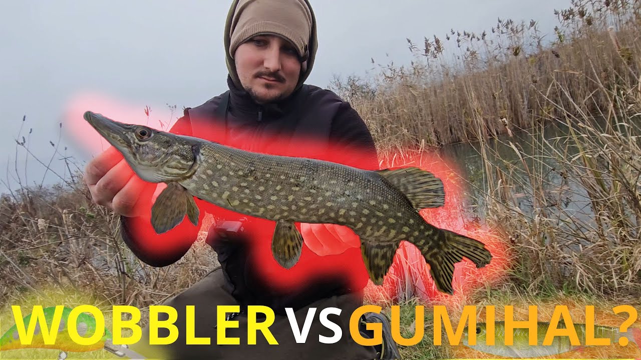 K&eacute;ső őszi csuka perget&eacute;s! Wobbler vagy gumi?🤔🍁🐊#fishing