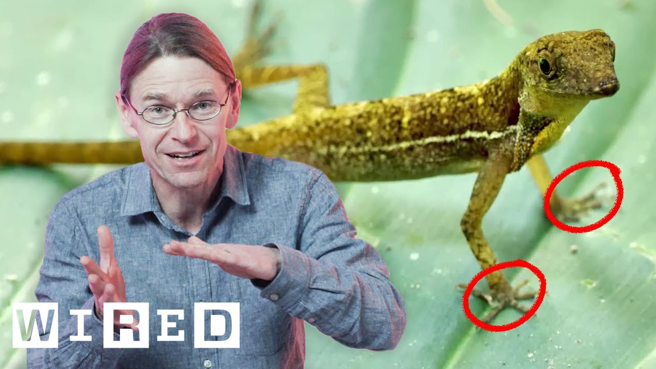 How Animals Are Rapidly Evolving Because of Climate Change | WIRED