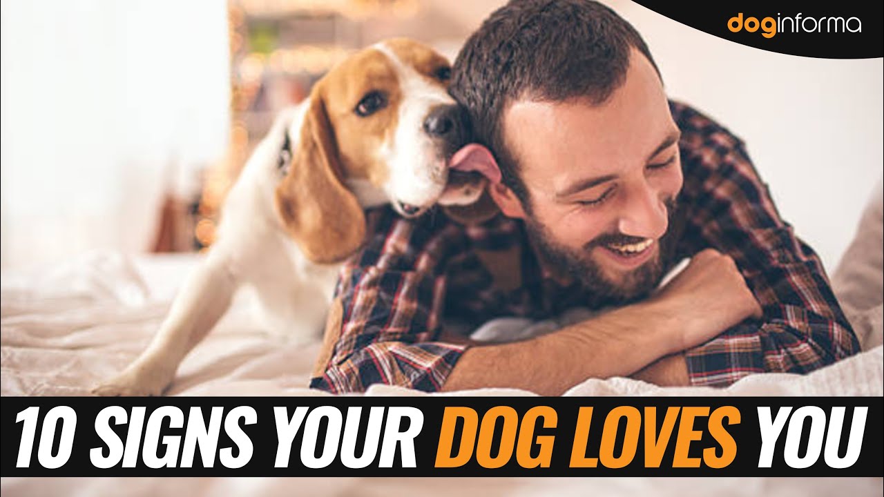10 Signs Your Dog Loves You - 10 Ways Dogs Show They Love You