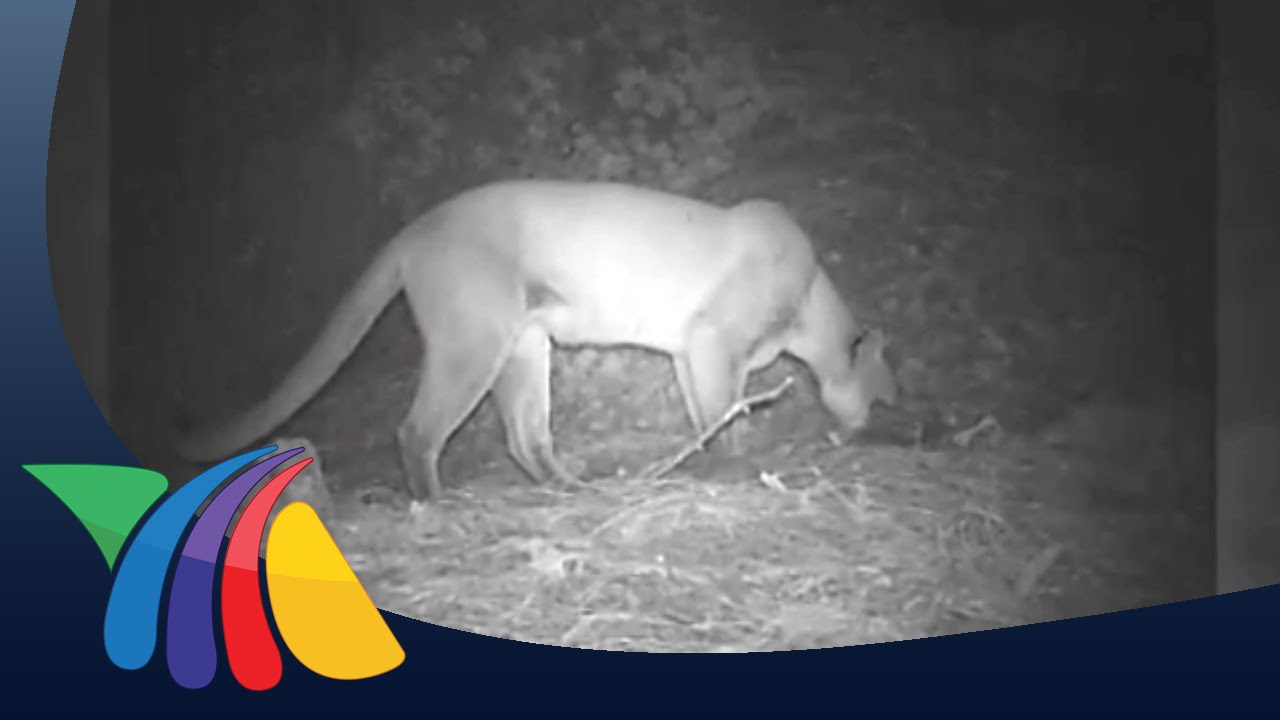 Viven en Oaxaca 6 de los felinos m&aacute;s importantes | Noticias de Oaxaca