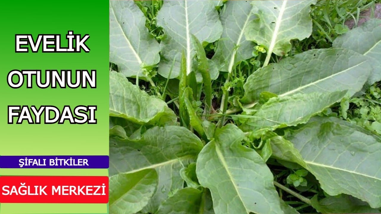 EVELİK OTU FAYDALARI