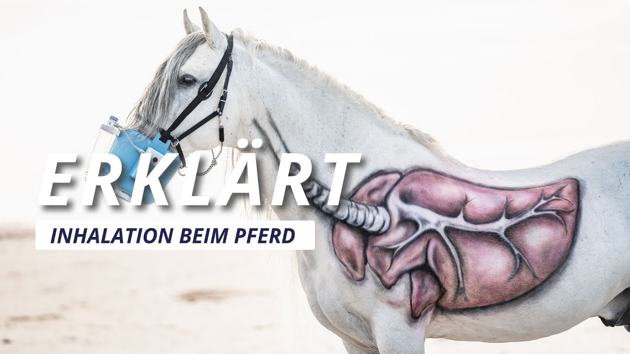 bitopEQUI® erklärt: Inhalation beim Pferd