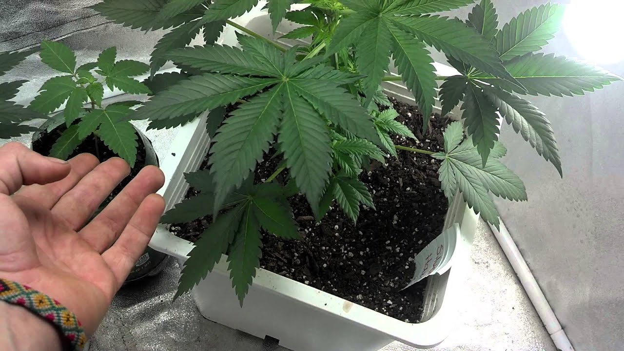 Silver Haze & HJ33 - [Veg.] Day 25