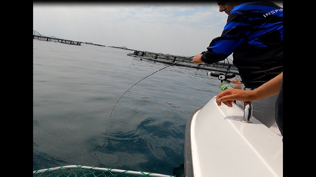 ÇUPRALARI YİYEN KOFANALAR  (Güllük Balık avı)