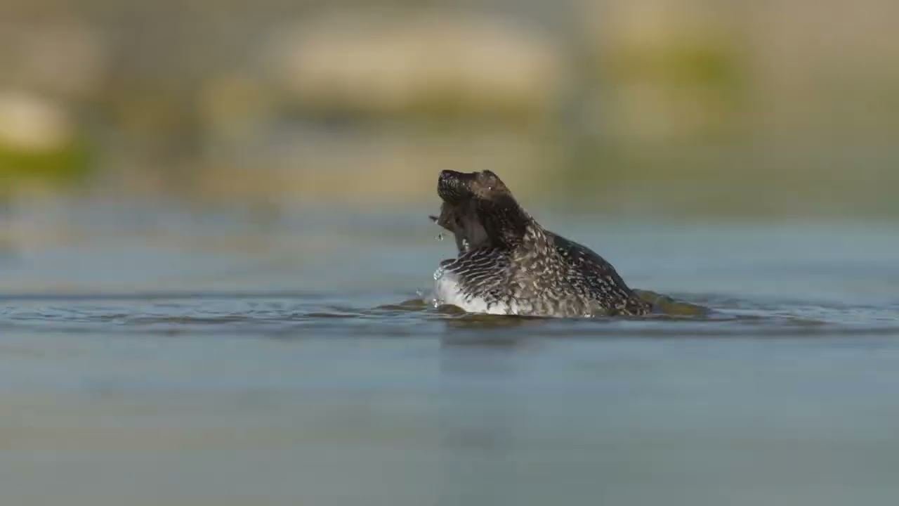 Waldwasserläufer beim baden
