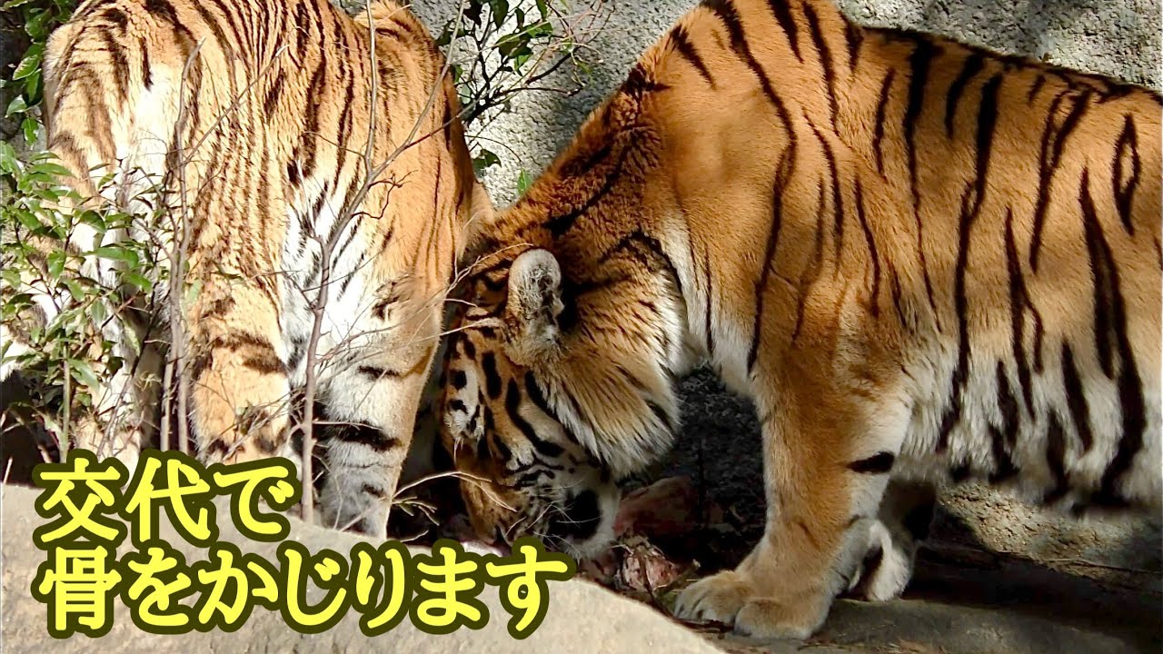 ソーンくんとローラちゃん　骨を交代でかじります【浜松市動物園】Amur tiger Son-kun Lora-chan Hamamatsu Zoo 