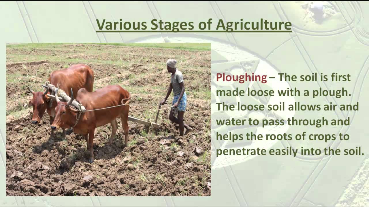 Growing Crops - CBSE Class 5 Social Science lesson