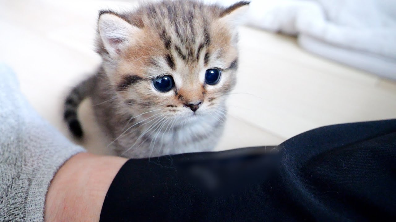 Little sister cat Lili's round eyes are too cute...