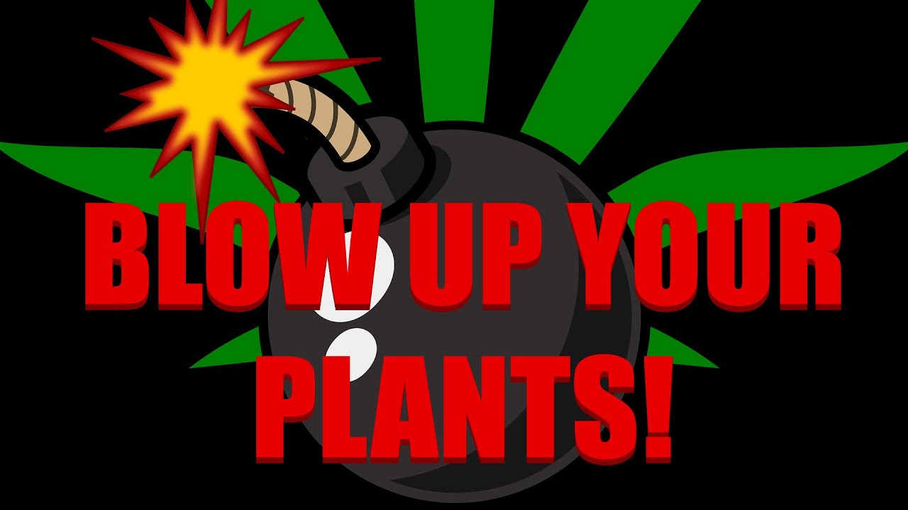 Blow up your cannabis plants with biology bombs! Mycorrhizae, Bokashi, and Avocadotech....