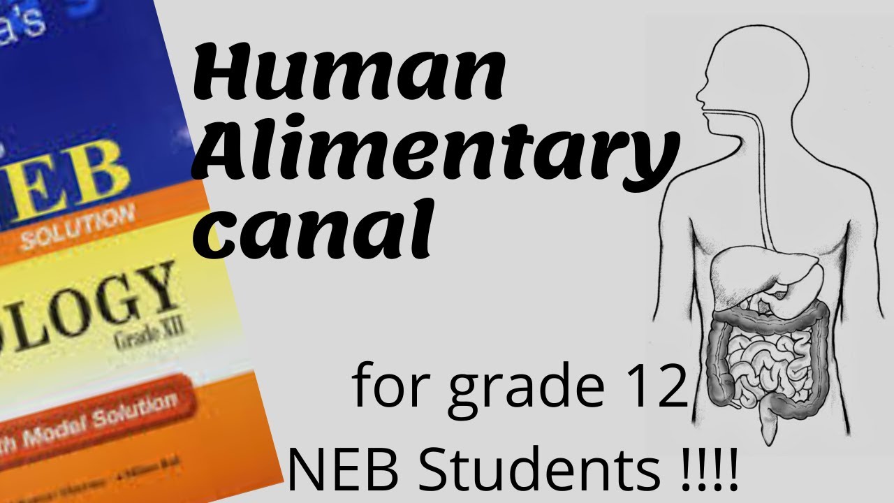 HUMAN ALIMENTARY CANAL [Digestive System] Explained for Grade 12 NEB STUDENTS