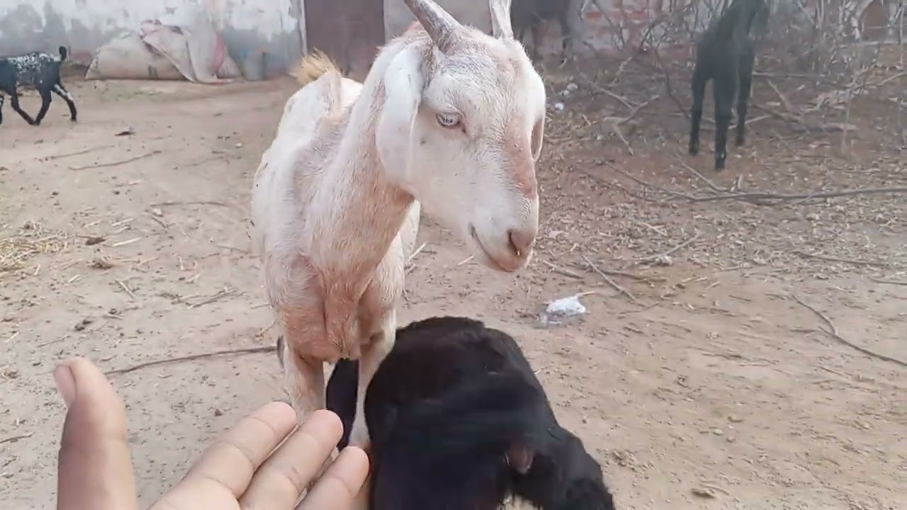 Zohan khan 🐐🐐🐐🐐