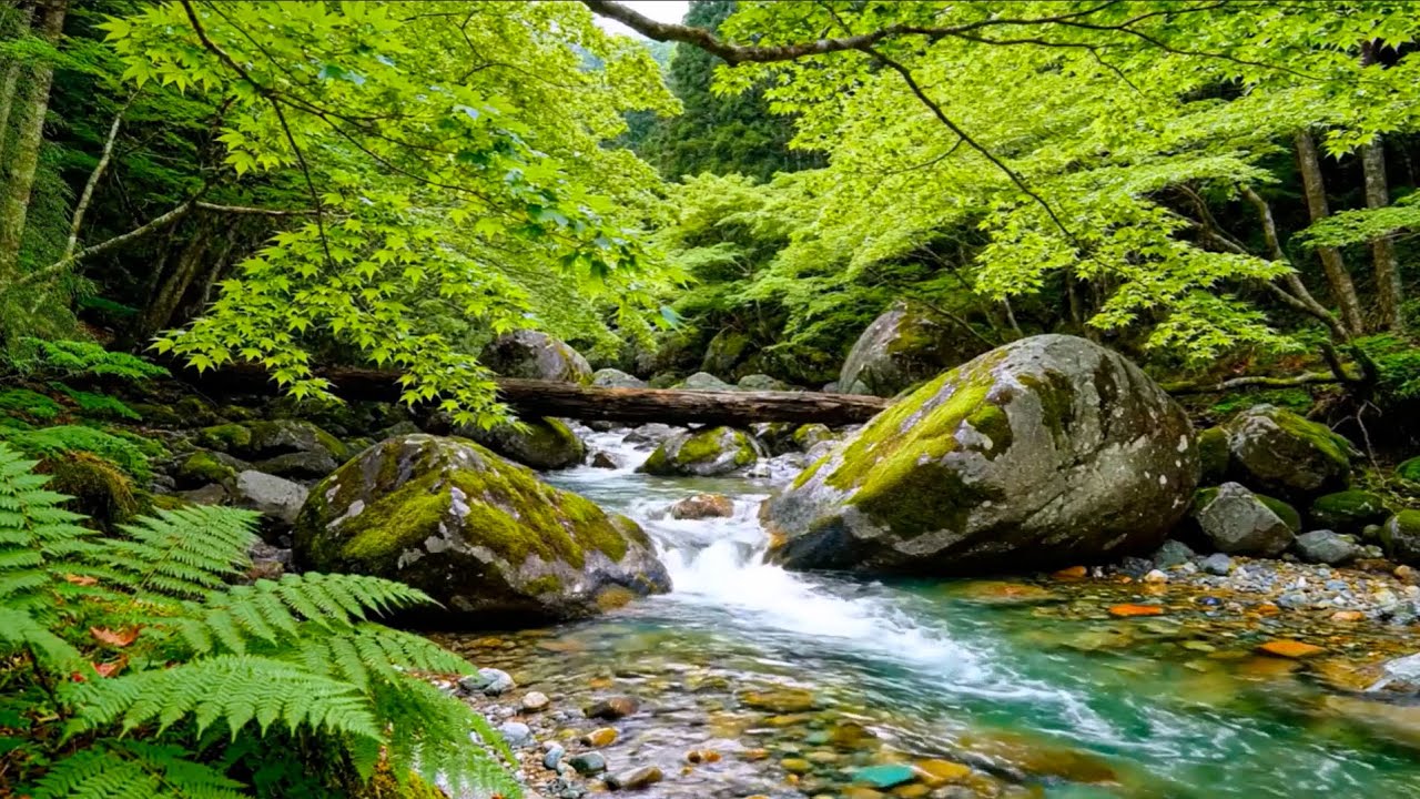 Gentle River Stream Sounds, Peaceful Birds Chirping, Calm Nature Ambience
