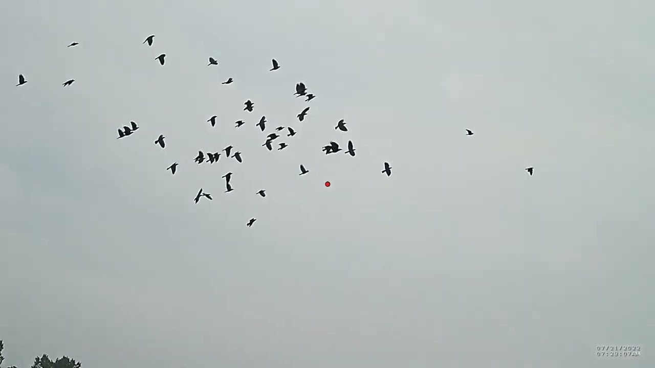 Shotkam hunting crows and jackdaws