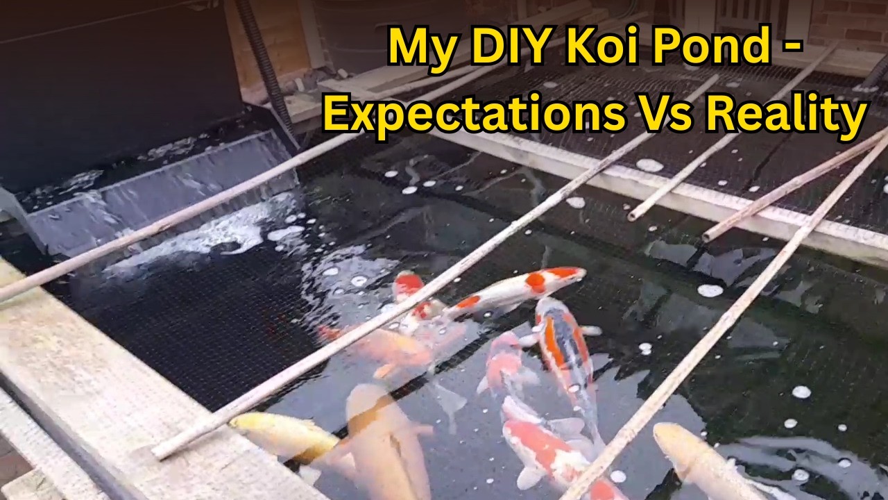 My DIY Koi Pond - Expectations Vs Reality