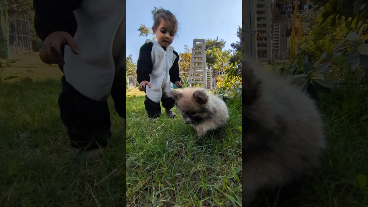 Synthia Playing With Dog #shorts #cute #dog #pets #playing