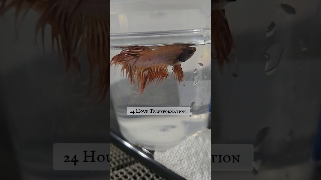 Healing #fishkeepinghobby #aquariumfish #betta #fightingfish #pets