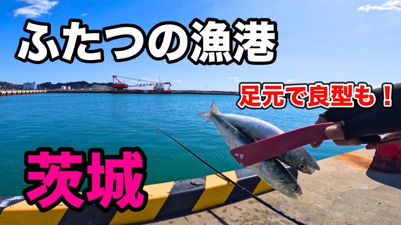 茨城 2つの漁港で釣り調査！港内足元で狙える良型マイワシが絶品！