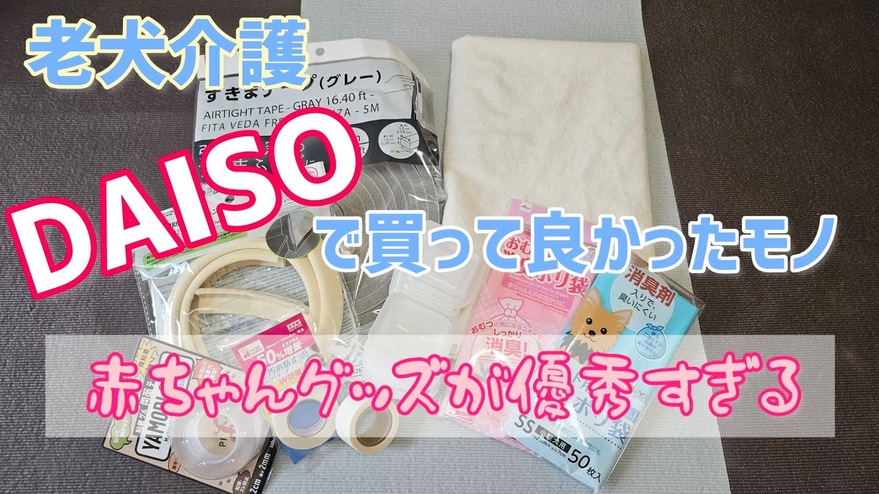 【老犬介護】ダイソーで買って良かった介護に使えるもの！老犬にも赤ちゃんグッズが優秀すぎる！#チワワ #シニア犬 #dog