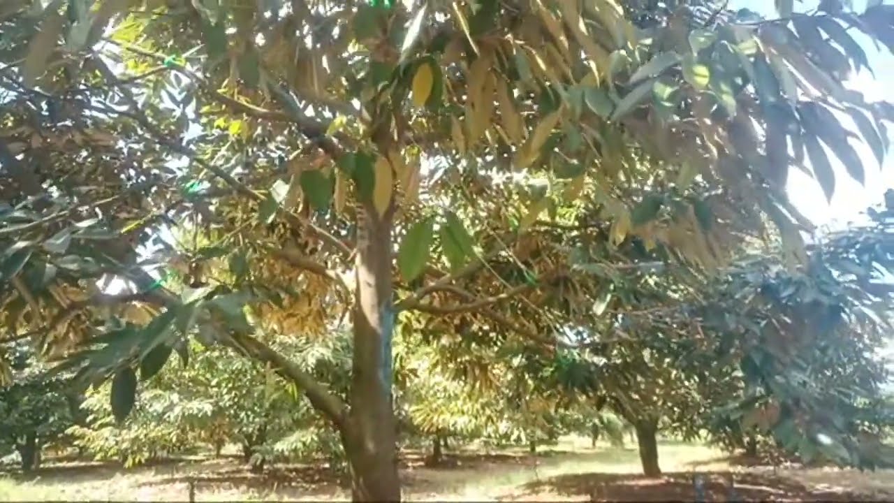 Bán 50ha Sầu Riêng