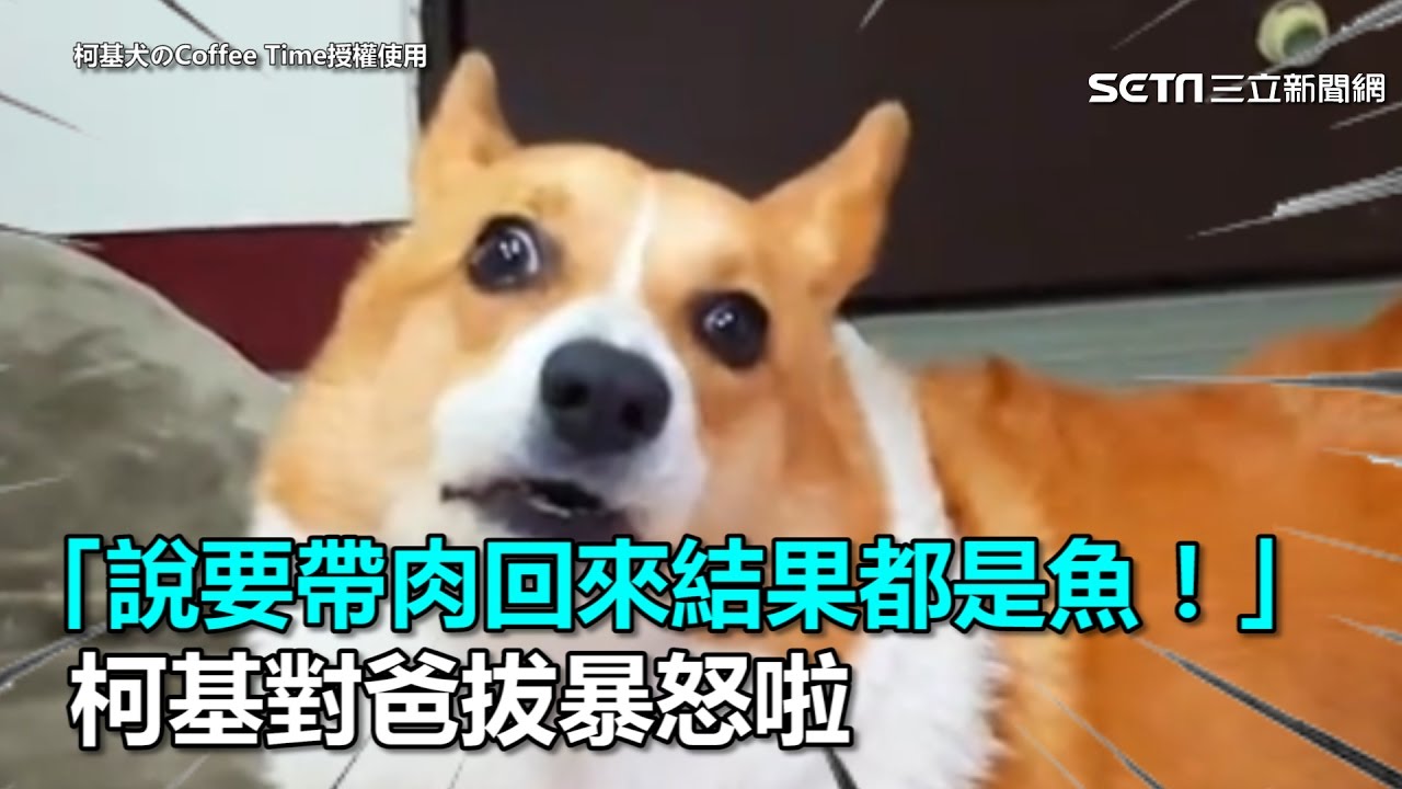 「說要帶肉回來結果都是魚！」　柯基對爸拔暴怒啦｜三立新聞網SETN.com