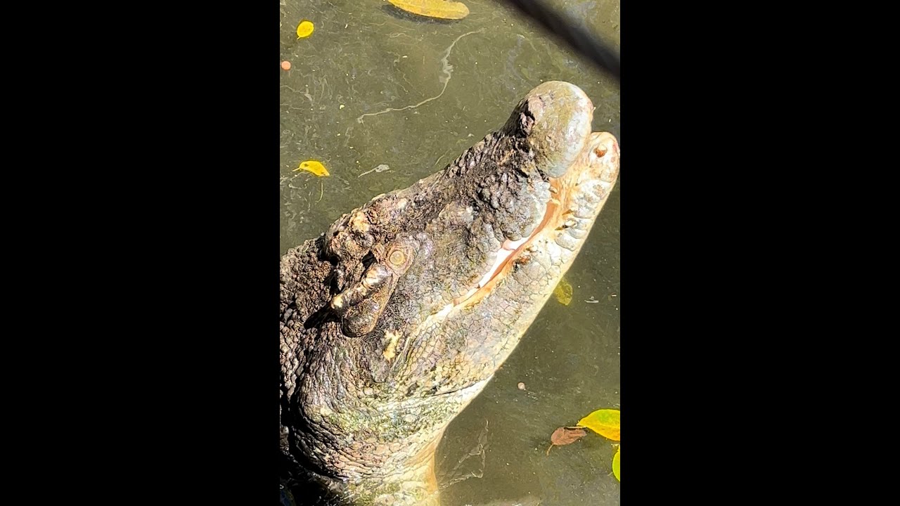 Croccodylus park in Darwin #crocodile #darwin #australia