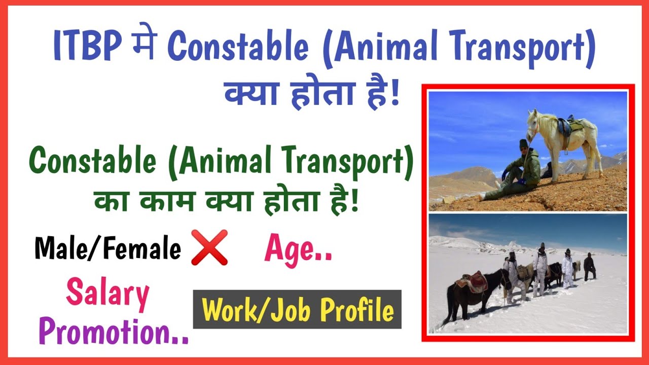 itbp animal transport kya hota hai || itbp animal transport ka kam kya hota hai