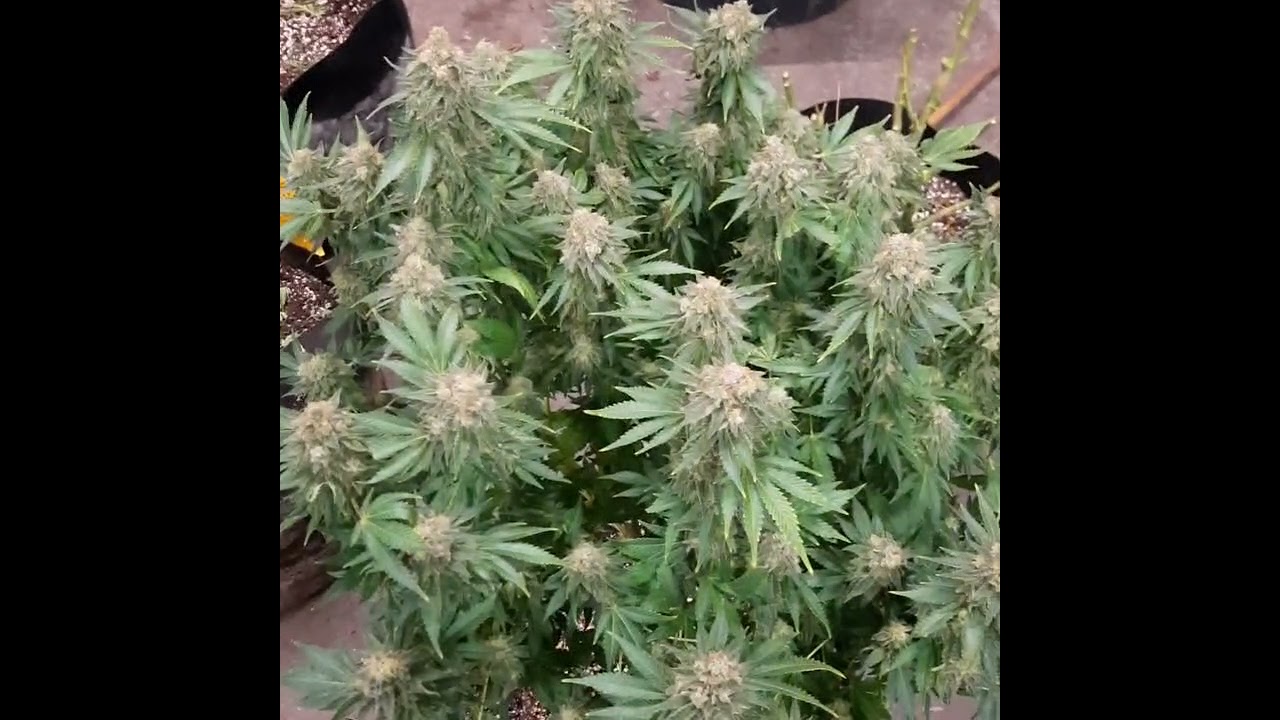 White Widow Harvest Time!
