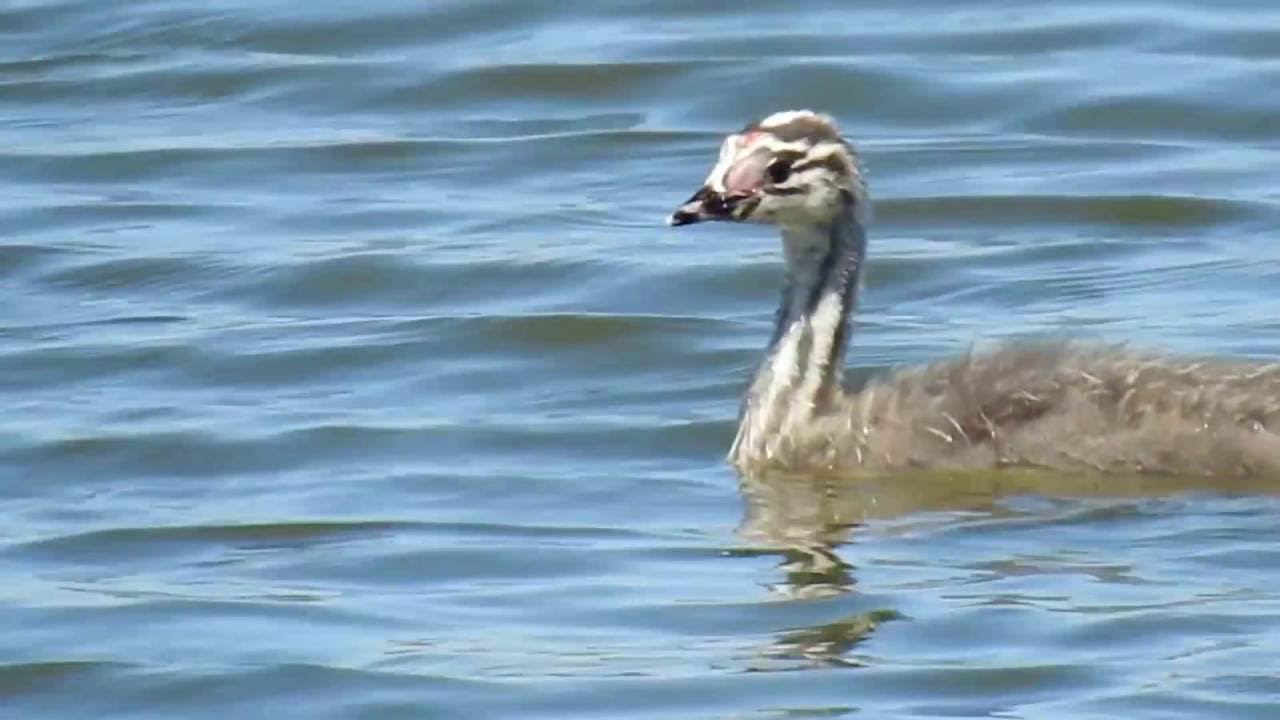 Great crested grebe chick