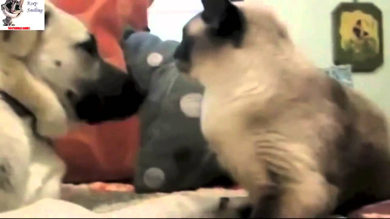 CATS Epic Funny Compilation Best of 2013   2014