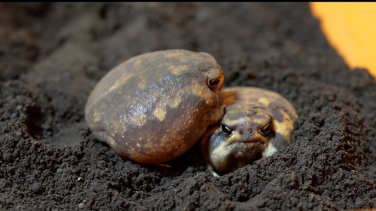 Круглая лягушка, которая хочет спать одна, и круглая лягушка, которая хочет спать вместе 😘🥺