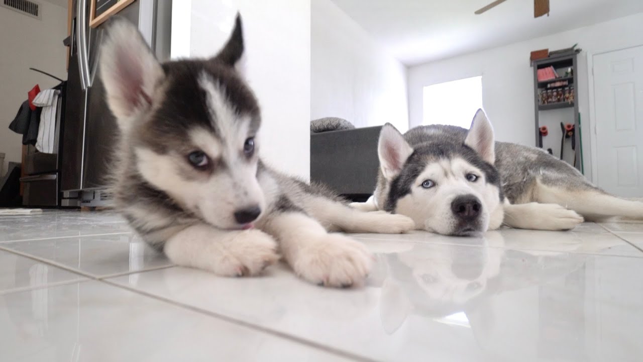 Husky Puppy and Dad's First Two Years Together!