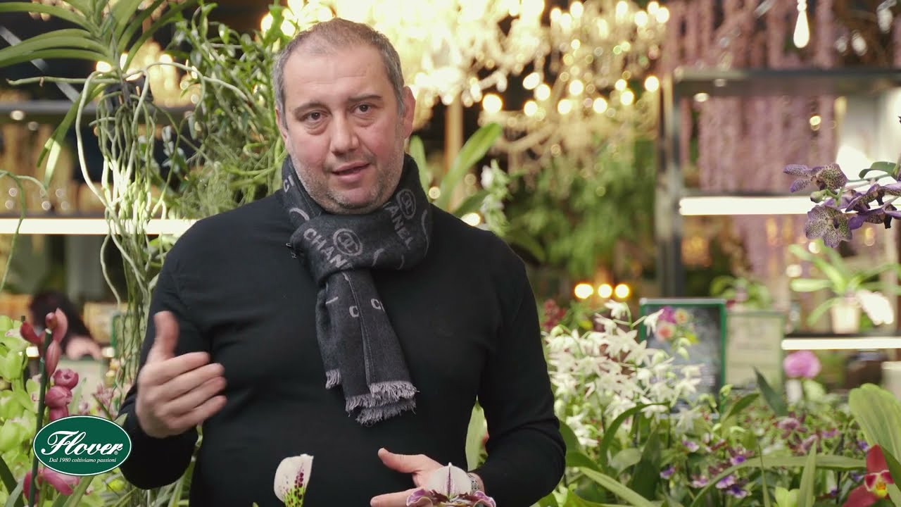 Il Paphiopedilum o Scarpetta di Venere | Consigli e coltivazione