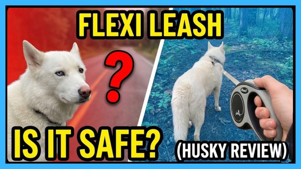 Flexi Retractable Leash: Is It Safe? (Husky Review)