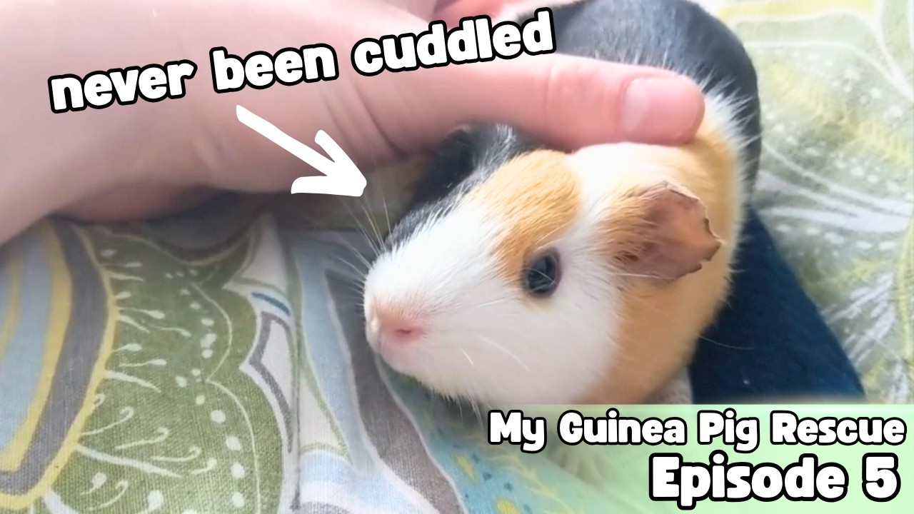 She Had Never Been Cuddled - My Guinea Pig Rescue - Episode 5