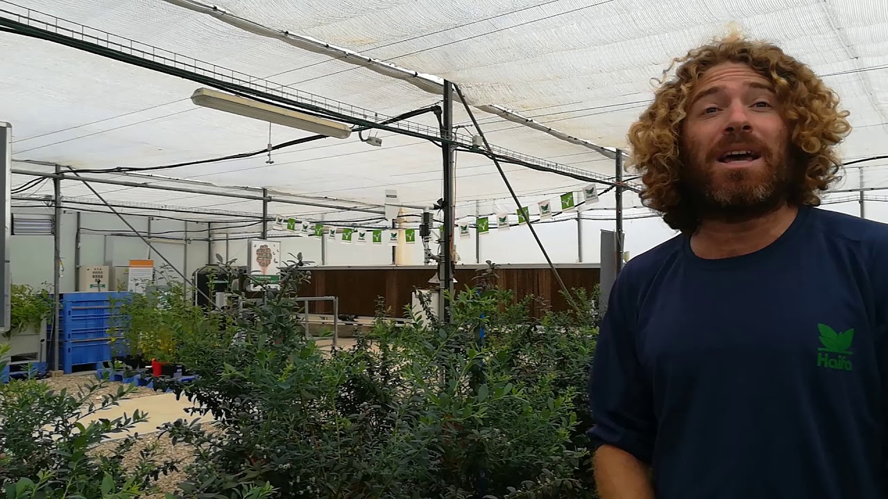 דישון אוכמניות